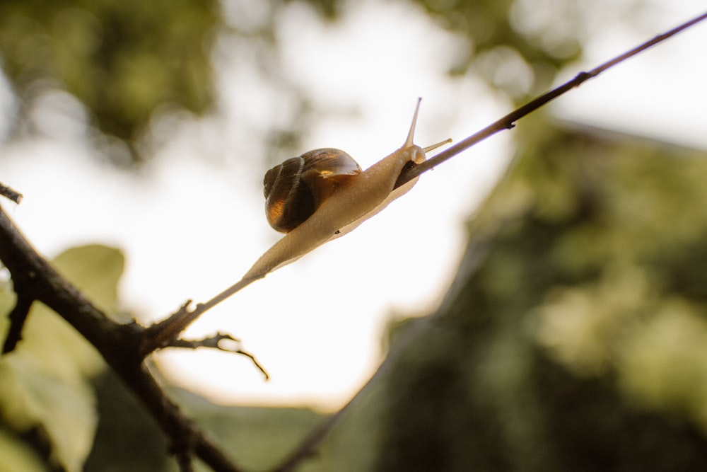 brown snail on brown stick during daytime