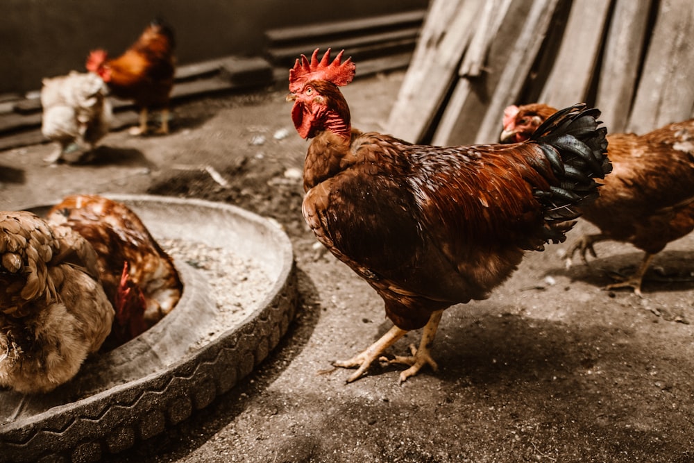 brown and black roosters