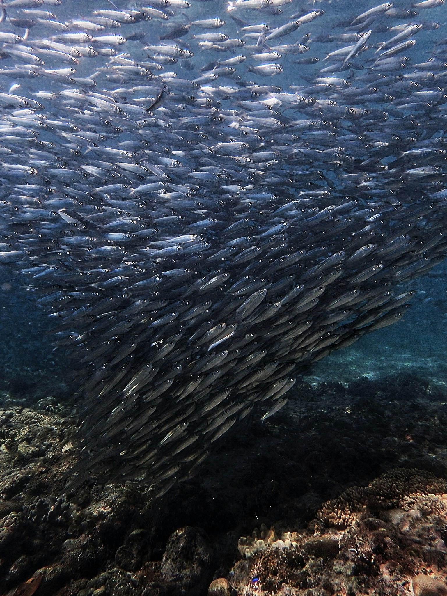 School of silvery sardines forming a massive bait ball in open ocean, swirling formation