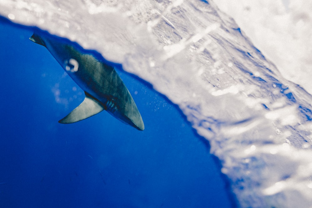 회색 상어의 선택적 초점 사진