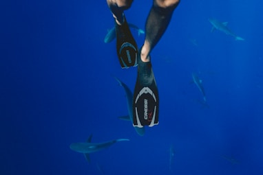 person wearing black diving flippers swimming above school of sharks underwater photography