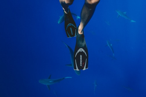 person wearing black diving flippers swimming above school of sharks underwater photography