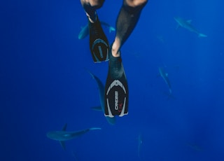 person wearing black diving flippers swimming above school of sharks underwater photography