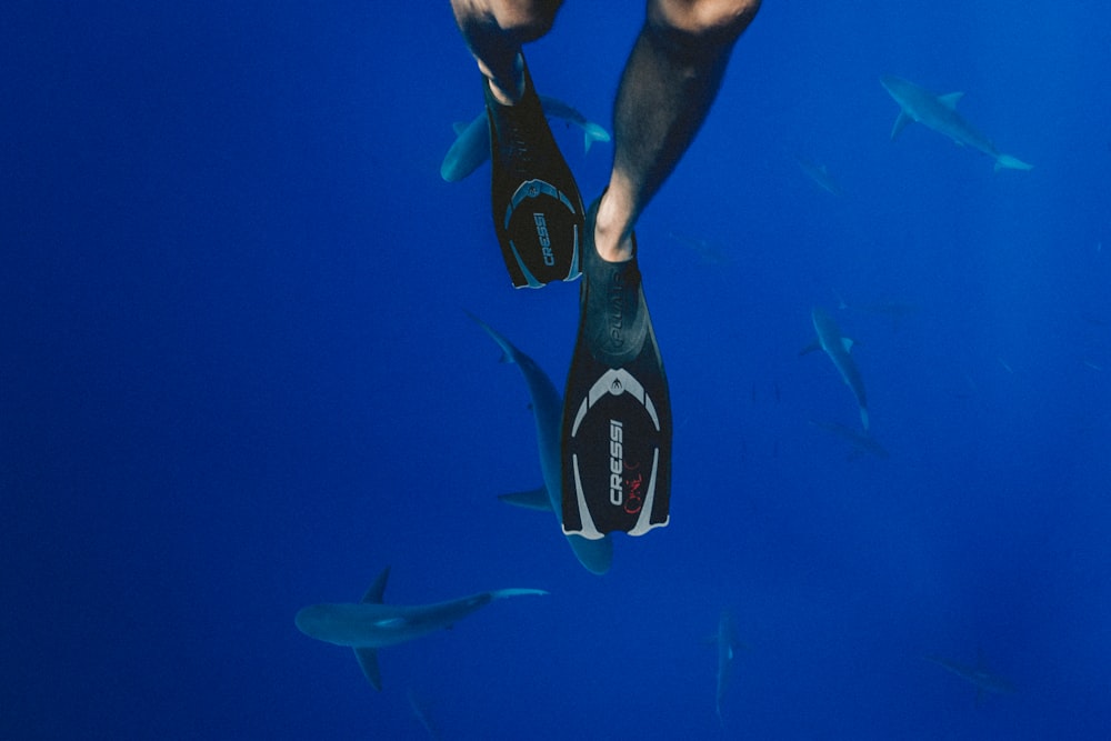 person wearing black diving flippers swimming above school of sharks underwater photography