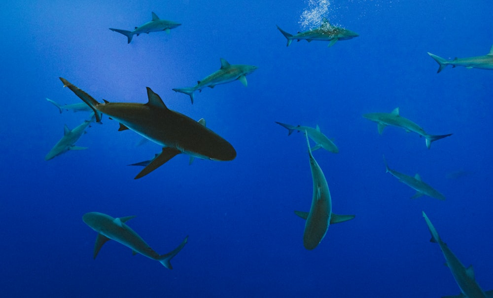 Fotografia subaquática da escola de tubarão cinzento