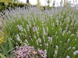 A lush field of lavender with tall green stems and delicate purple flowers, surrounded by other greenery and small yellow flowers. The scene is set in a natural garden, giving a feeling of serenity and abundance.