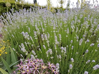 A serene outdoor scene showing ingredients like lavender, chamomile, and aloe vera freshly harvested in sunlight.