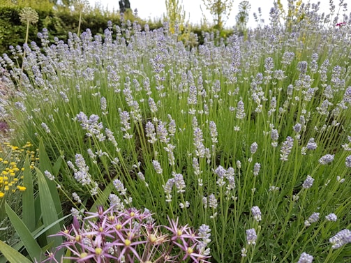 A serene outdoor scene showing ingredients like lavender, chamomile, and aloe vera freshly harvested in sunlight.