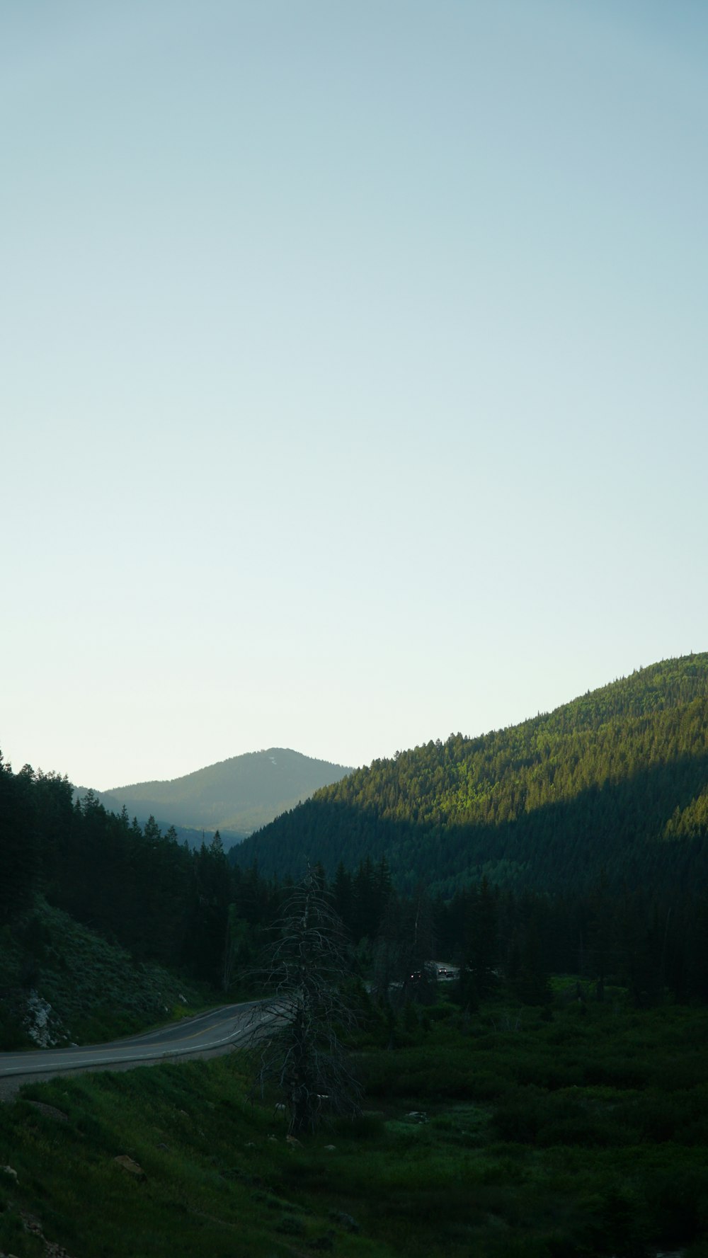 mountains covered with trees