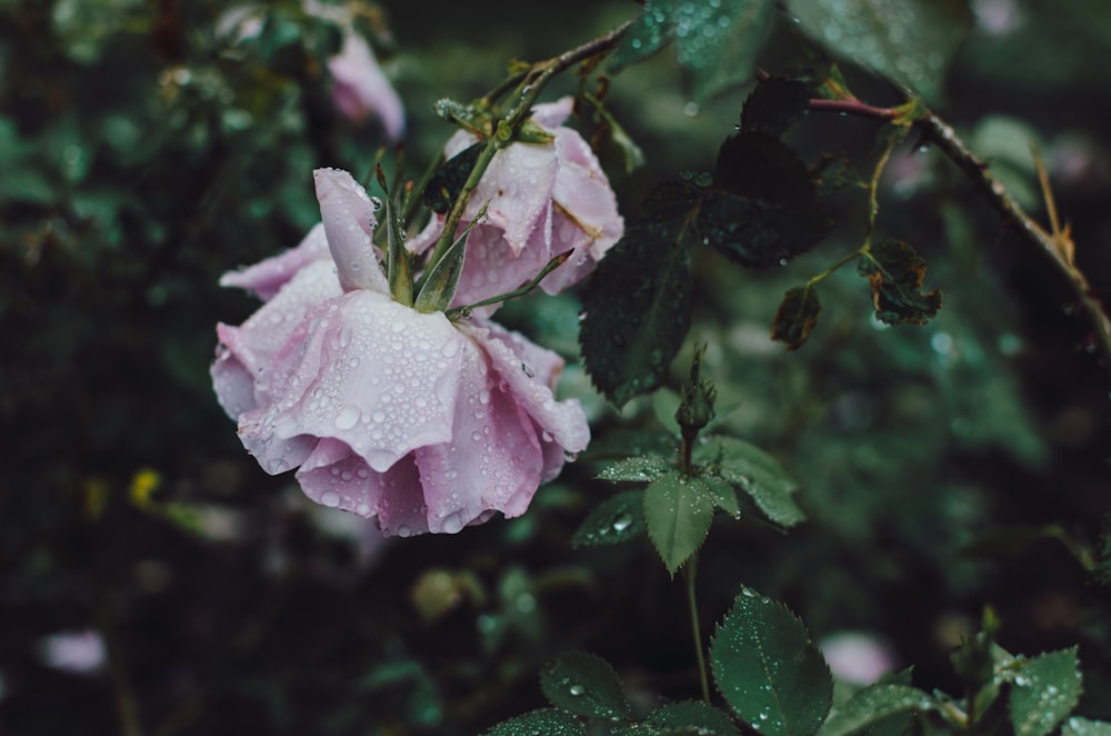 fotografia closeup da flor de pétala cor-de-rosa
