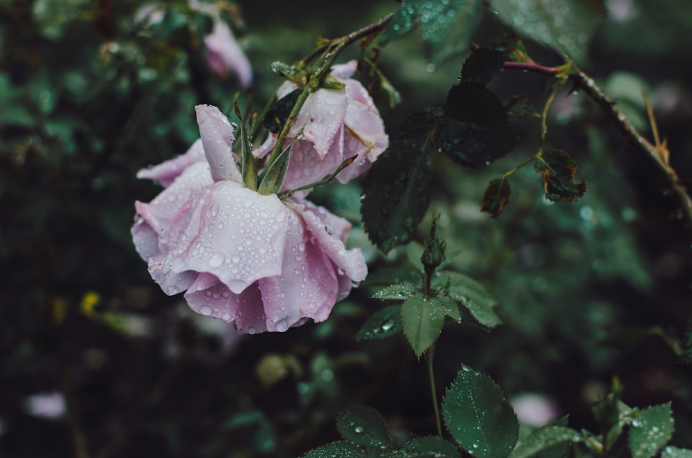 closeup photography of pink petaled flower