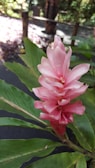 A vibrant pink ginger flower with delicate petals stands out against large green leaves, set in a natural garden environment with blurred foliage and wooden railings in the background.