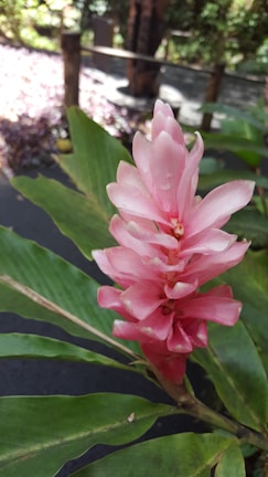 A vibrant pink ginger flower with delicate petals stands out against large green leaves, set in a natural garden environment with blurred foliage and wooden railings in the background.