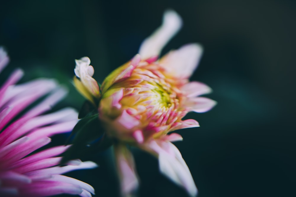 white and pink petaled flowers