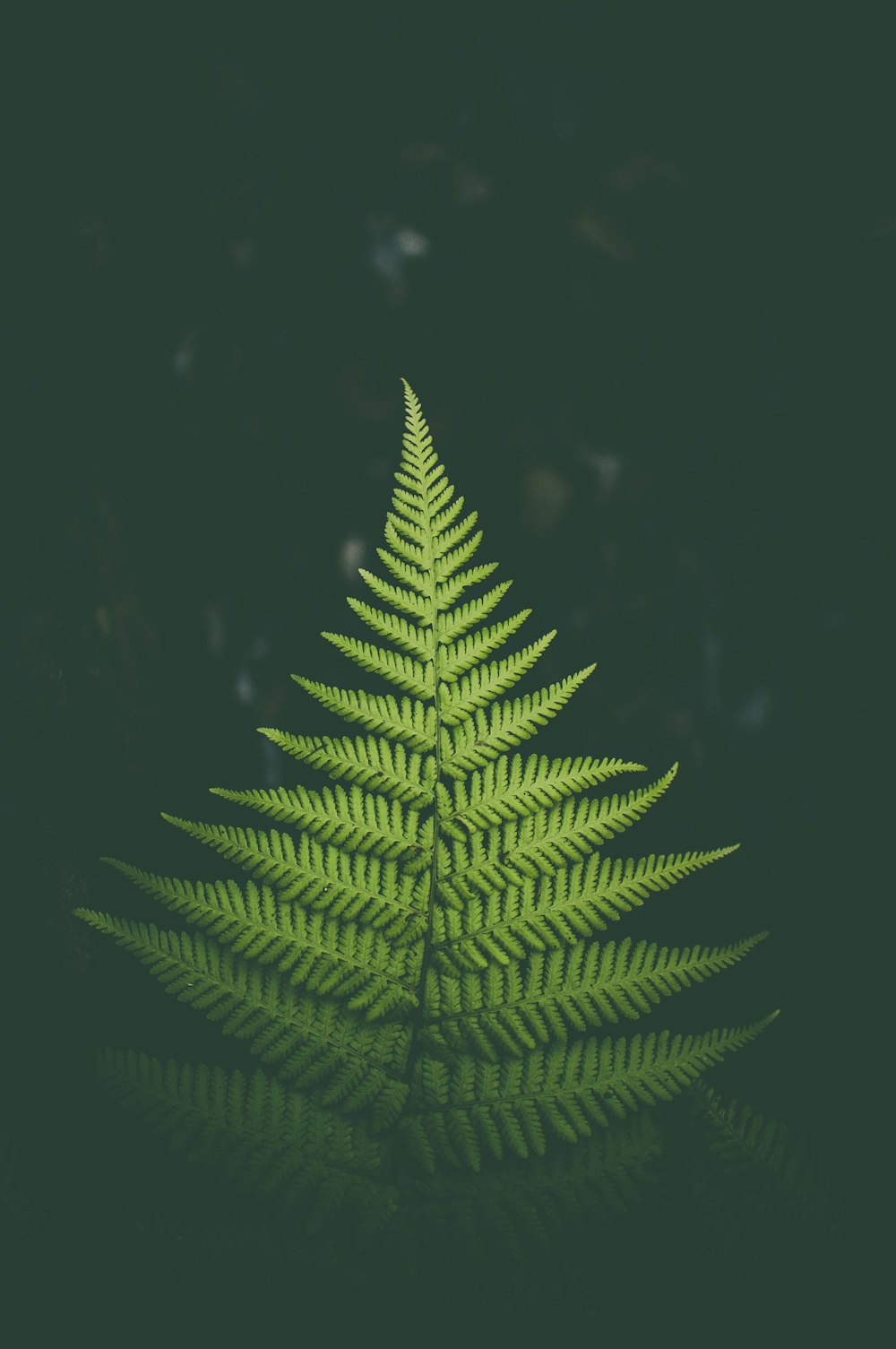 green fern leaf