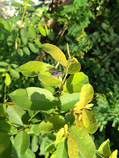 Close-up of black soldier fly larvae processing organic waste in a clean, natural environment.