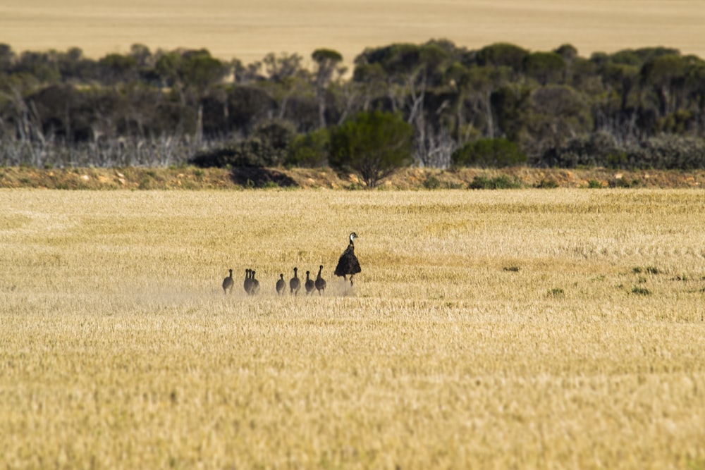 emu with chicks on brown field during daytime