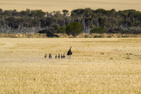Emu with chicks on brown field during daytime