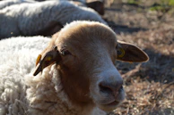 A calm sheep standing in the sun, ready to be petted by visitors.