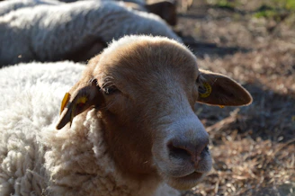 A calm sheep standing in the sun, ready to be petted by visitors.