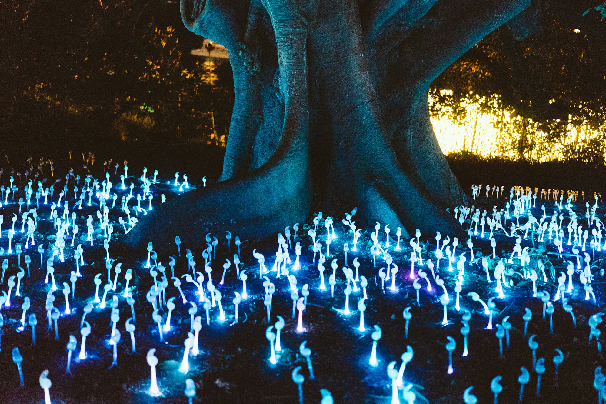 decorative lights under tree at night