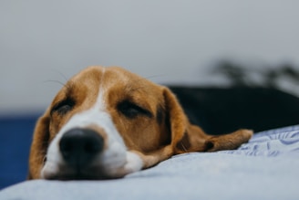 short-coated tan and white dog