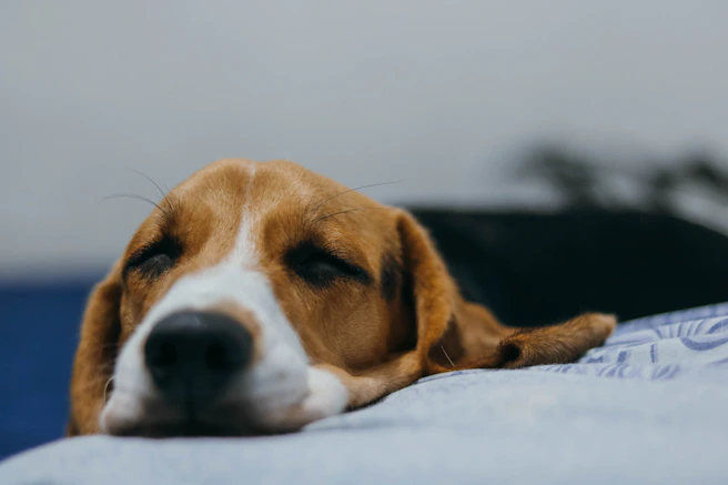 Pfoten.Fit. Hundephysiotherapie und Ernährungsberatung für Hunde in Bispingen im Heidekreis