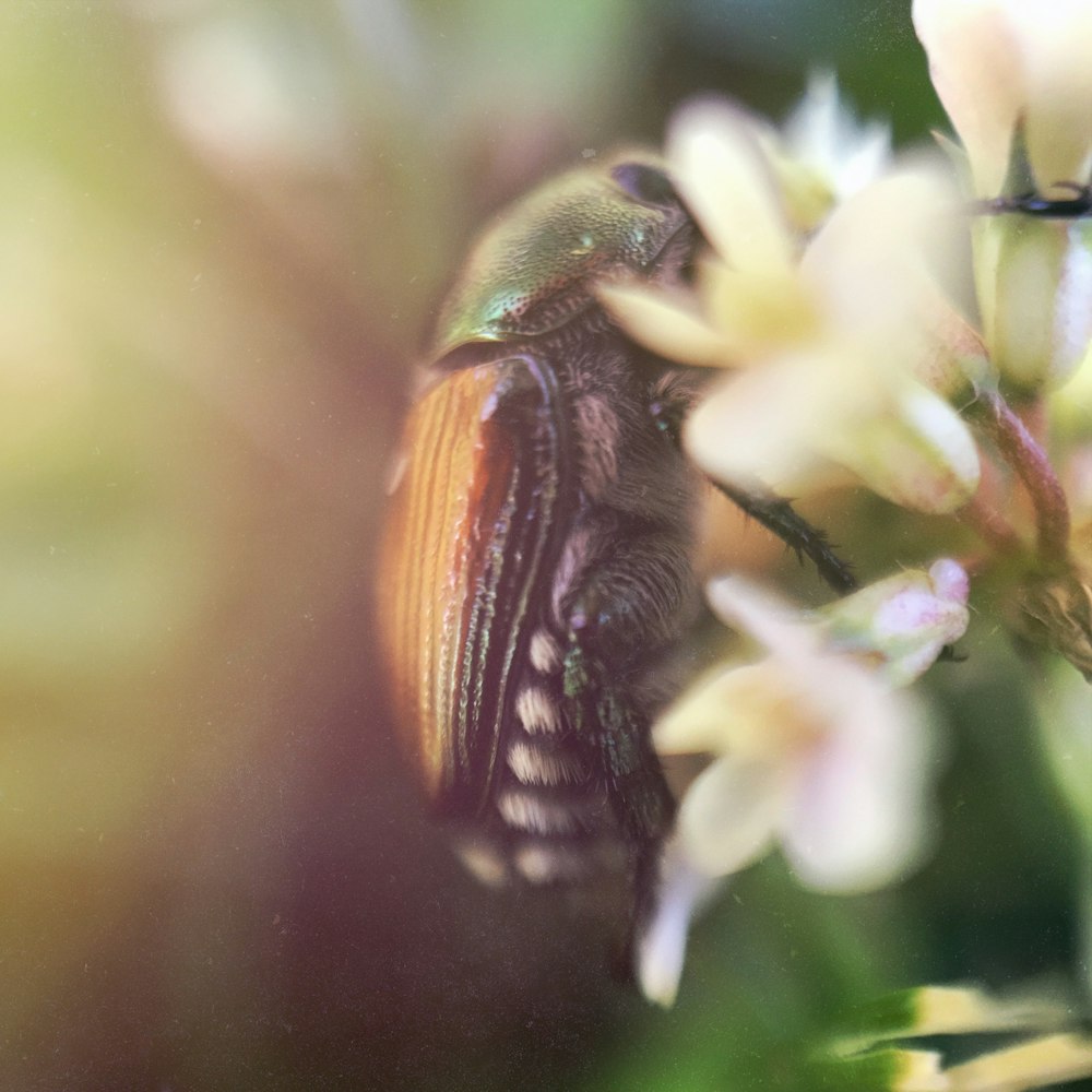 green and brown beetle perched on white flowers macro photography