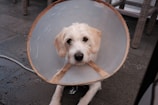 A dog with white fur is wearing a cone collar, also known as an Elizabethan collar. The dog is sitting on a stone or concrete floor, with some wicker chairs in the background. The dog looks directly at the camera with a calm expression.