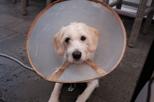 A dog with white fur is wearing a cone collar, also known as an Elizabethan collar. The dog is sitting on a stone or concrete floor, with some wicker chairs in the background. The dog looks directly at the camera with a calm expression.