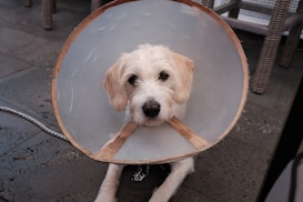 A dog with white fur is wearing a cone collar, also known as an Elizabethan collar. The dog is sitting on a stone or concrete floor, with some wicker chairs in the background. The dog looks directly at the camera with a calm expression.