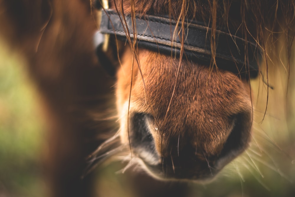 a close up of a horse's face with grass in the background