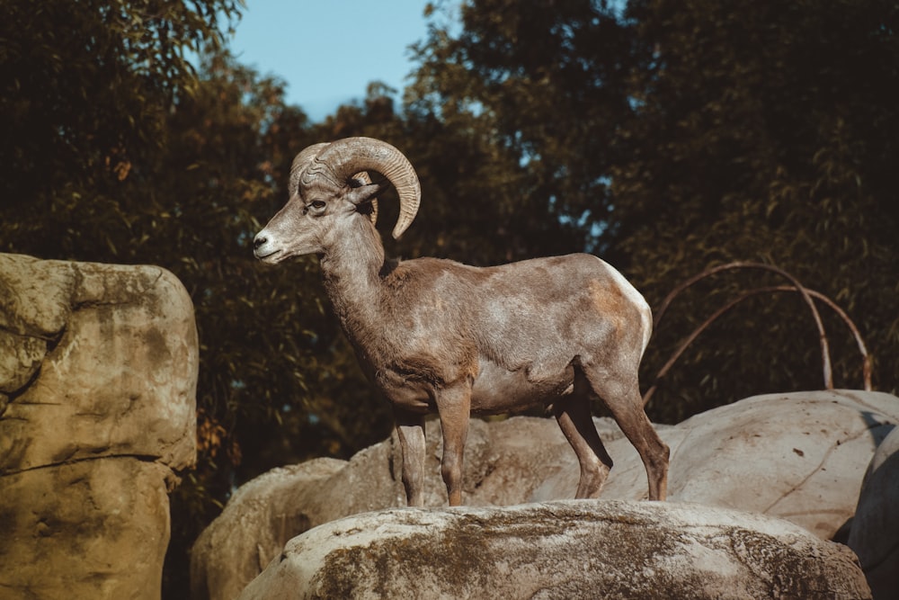 photography of bighorn sheep on brown stone near green leafed tree during daytime