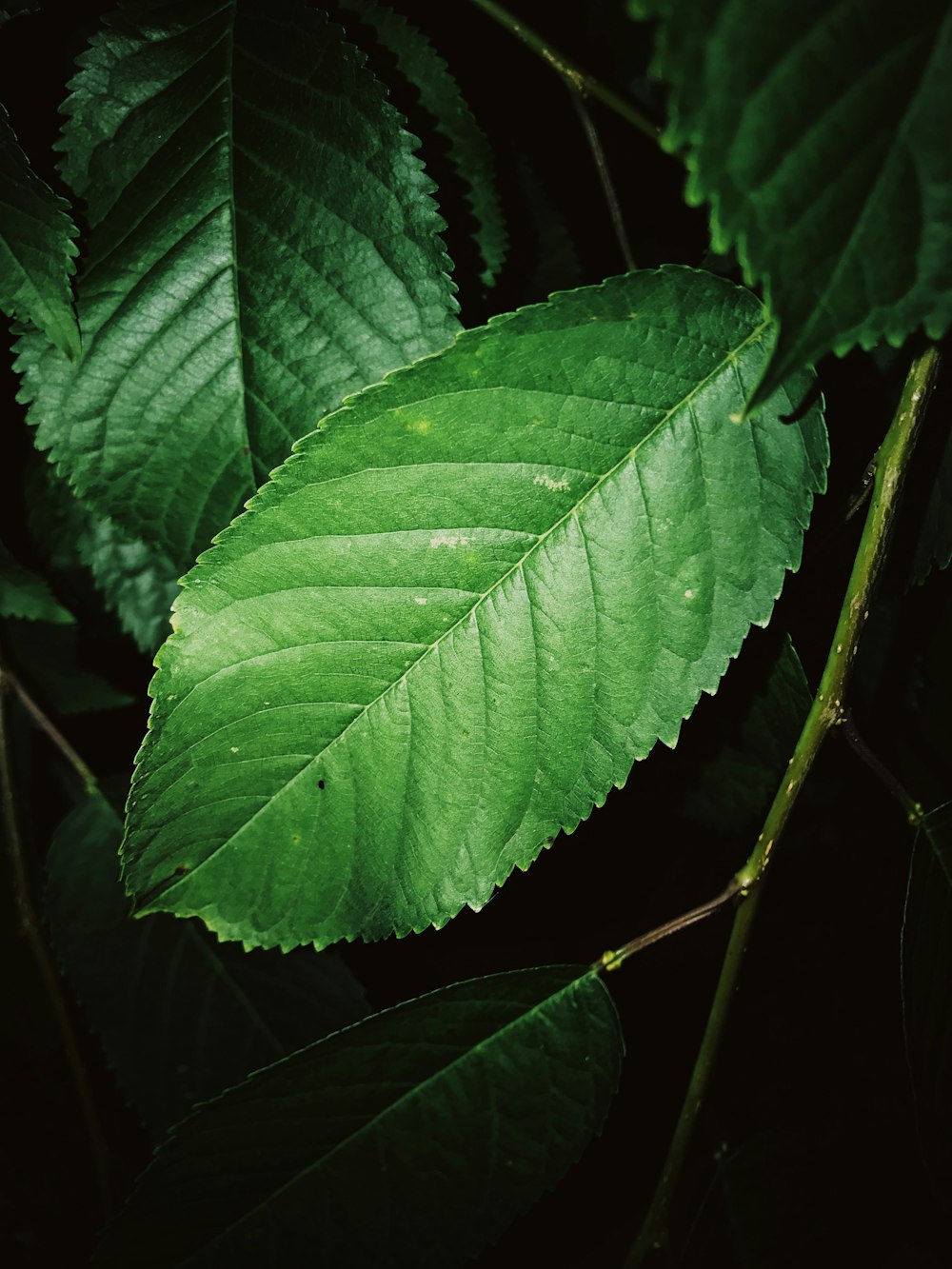 Fotografía de primer plano de hojas verdes