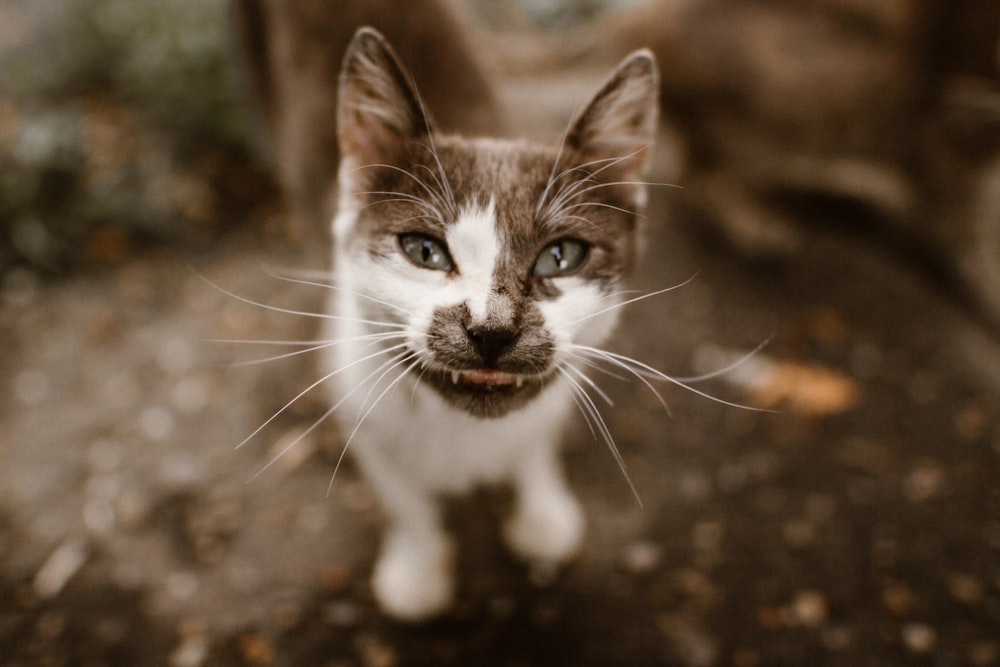 white and brown cat on brown soil