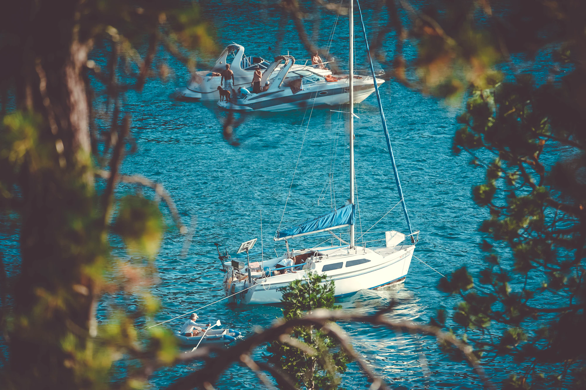 Sailboat at anchor seen through pine branches on a calm blue bay