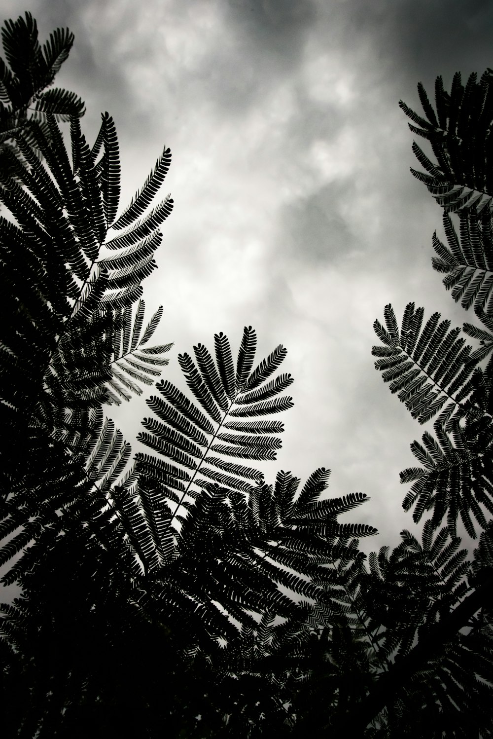 silhouette of fern plant