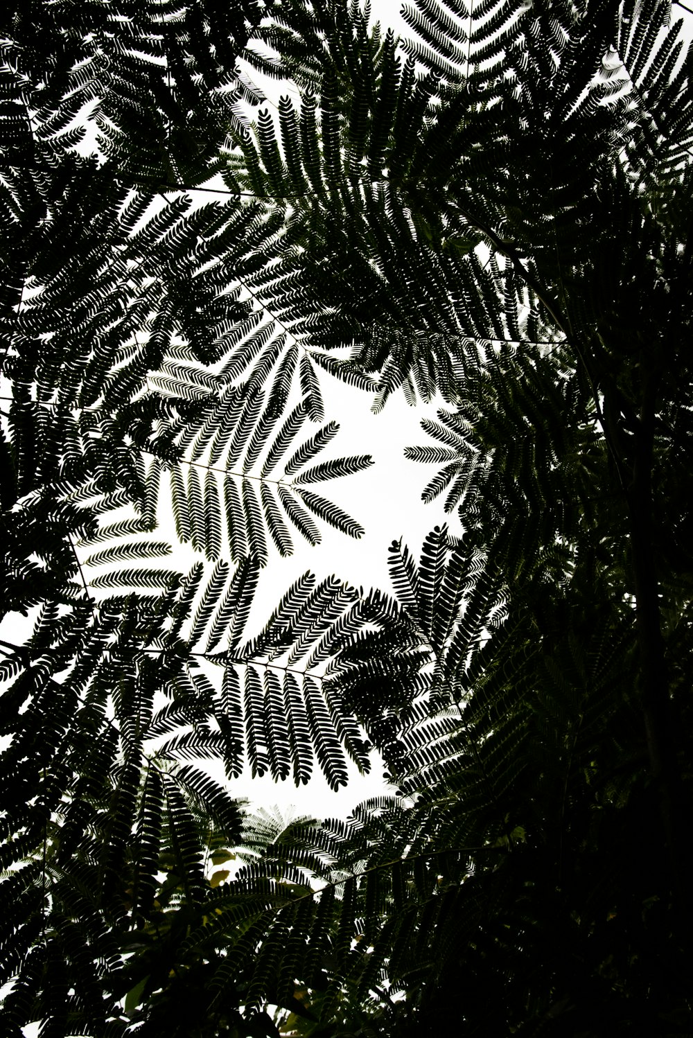 the top of a tree looking up into the sky