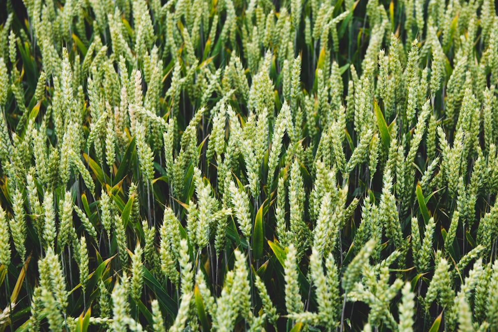 green leafed plants