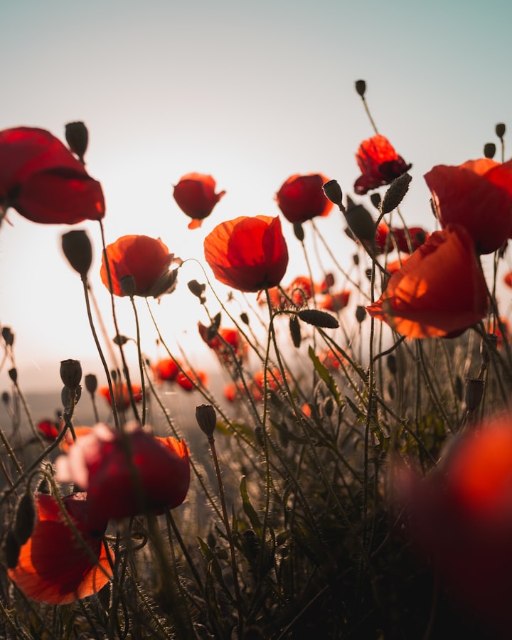 Flanders field WW1 poem. 