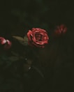 selective-focus photography of red rose blooming