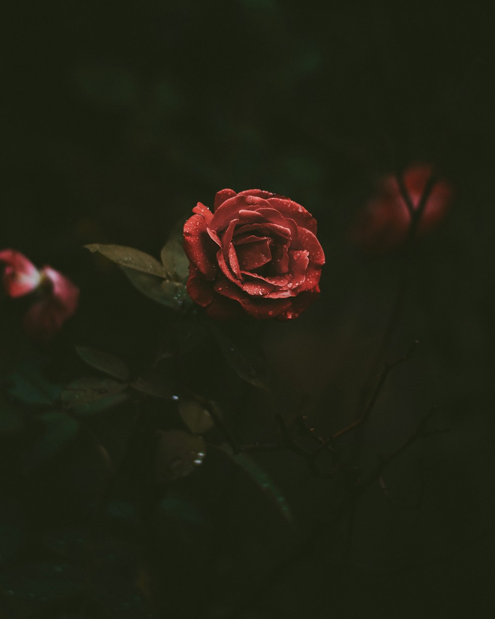 selective-focus photography of red rose blooming