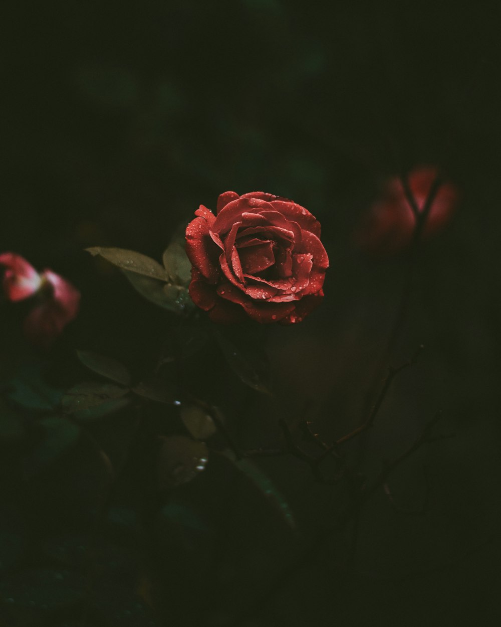 fotografia de foco seletivo da floração de rosas vermelhas