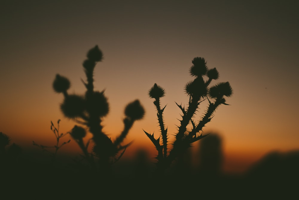 bokeh photography of plant