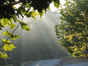 Sunlight filtering through ancient oak trees lining a quiet St. Augustine street.