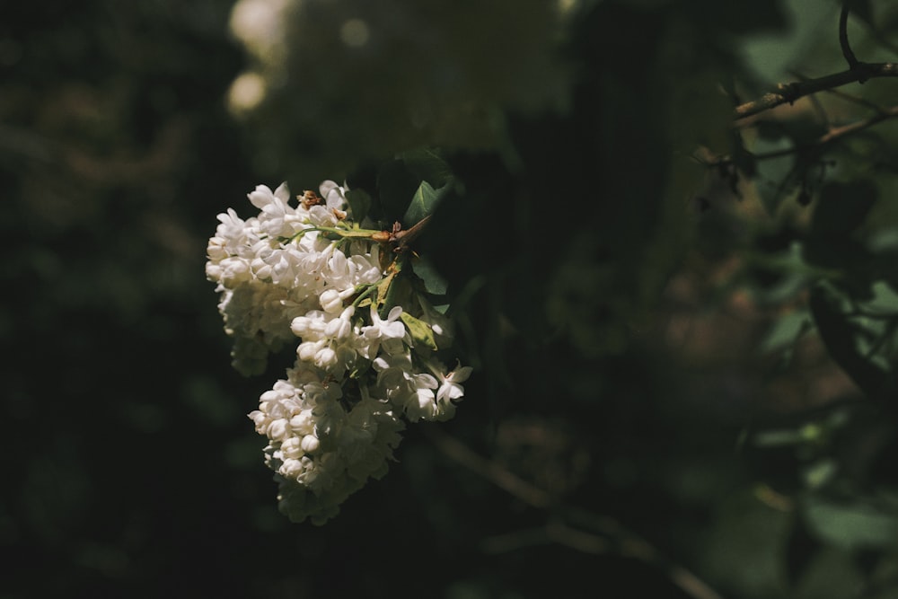 Fotografía de enfoque selectivo de flor blanca
