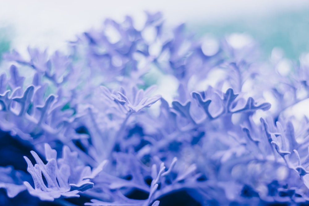 白い花びらの植物の浅い焦点