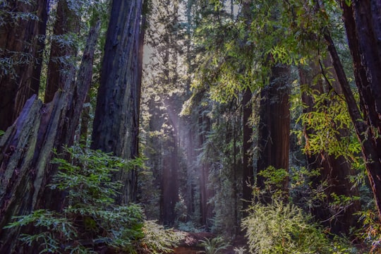 landscape photo of rainforest in Muir Woods National Monument United States