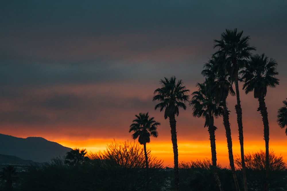 Silhouette palm trees and bushes at dawn-or-dusk with a hill in the distance and an orange sky and cloud cover