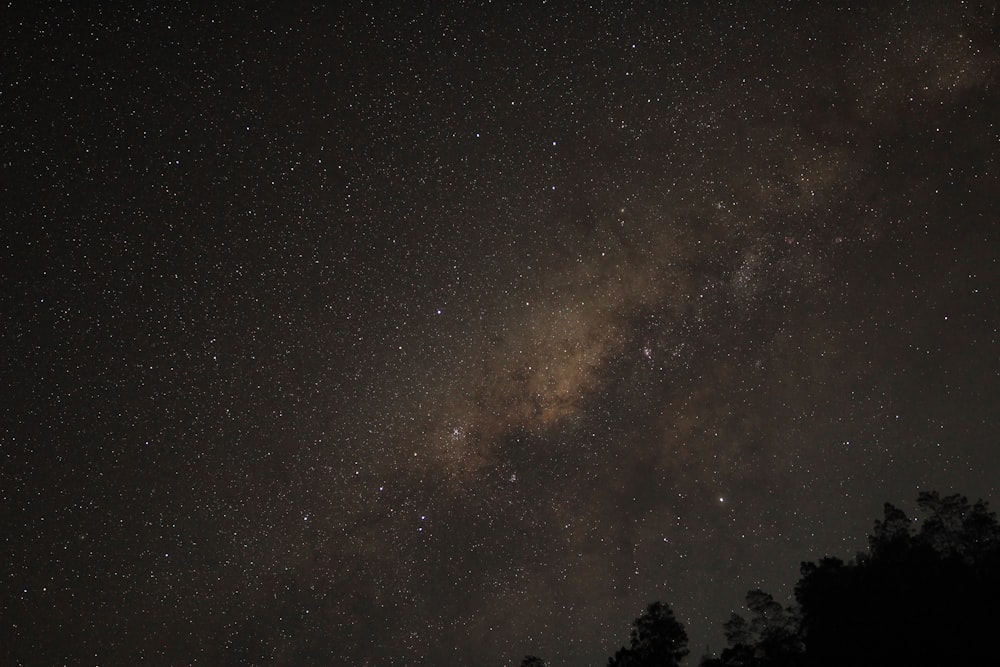 silhouette of trees during night time